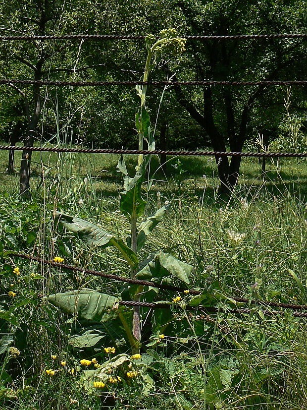 starček tôňomilný Senecio umbrosus Waldst. et Kit.