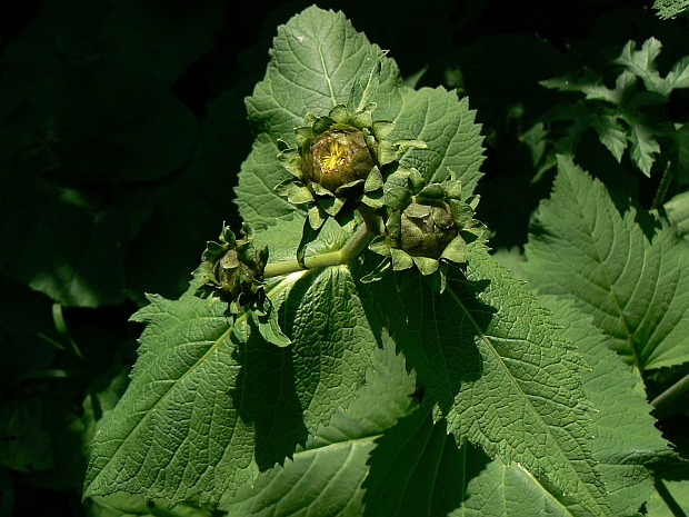 telekia ozdobná Telekia speciosa (Schreb.) Baumg.