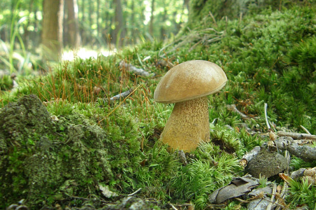 podhríb žlčový Tylopilus felleus (Bull.) P. Karst.