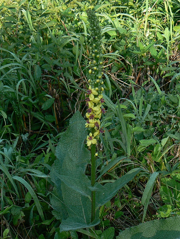 divozel Verbascum sp.