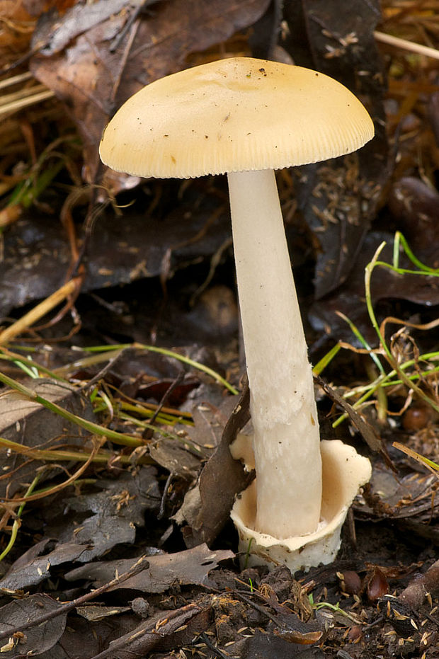 muchotrávka oranžová? Amanita crocea?