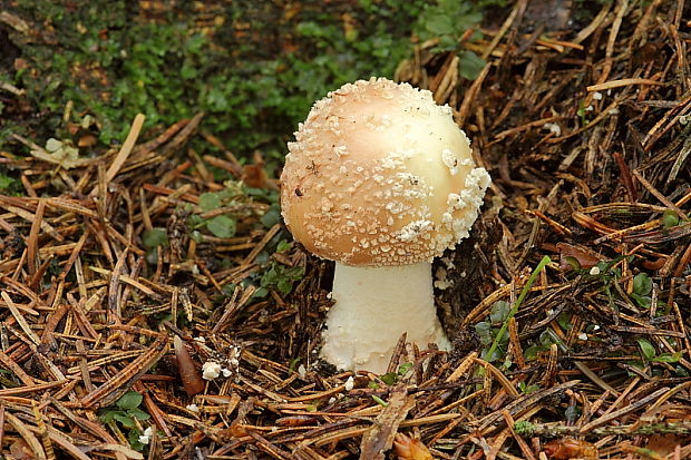 muchotrávka červenkastá Amanita rubescens Pers.