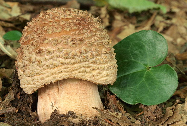 muchotrávka červenkastá Amanita rubescens Pers.