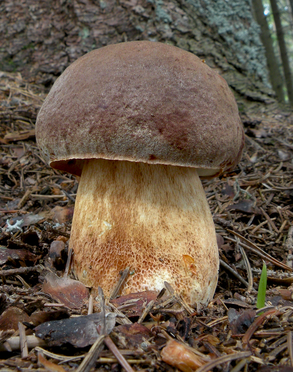 hríb sosnový Boletus pinophilus Pil. et Dermek in Pil.