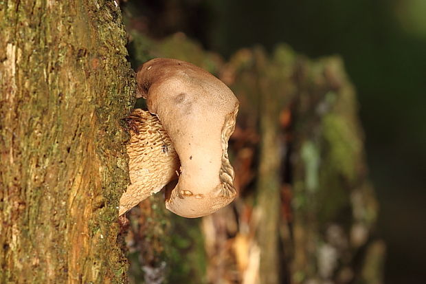 hríb dubový Boletus reticulatus Schaeff.