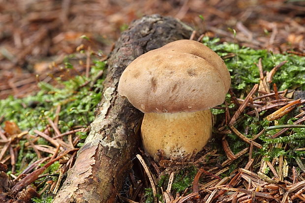 hríb dubový Boletus reticulatus Schaeff.