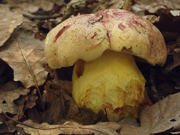 hríb kráľovský Butyriboletus regius (Krombh.) D. Arora & J.L. Frank