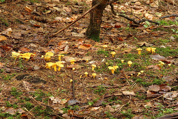 kuriatko jedlé Cantharellus cibarius Fr.