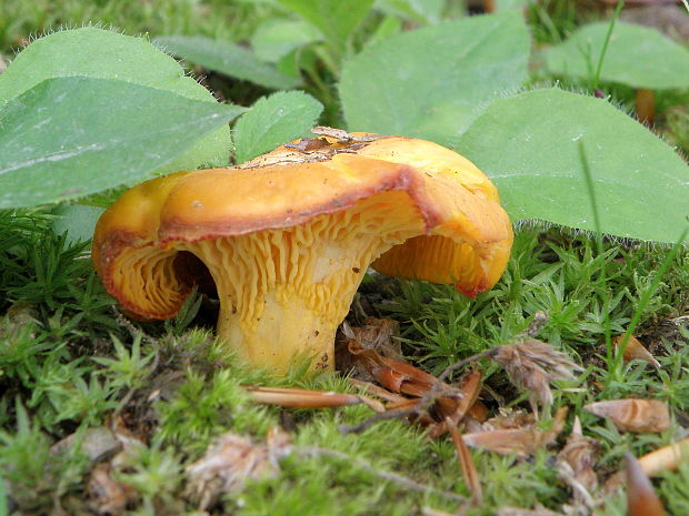 kuriatko jedlé Cantharellus cibarius Fr.