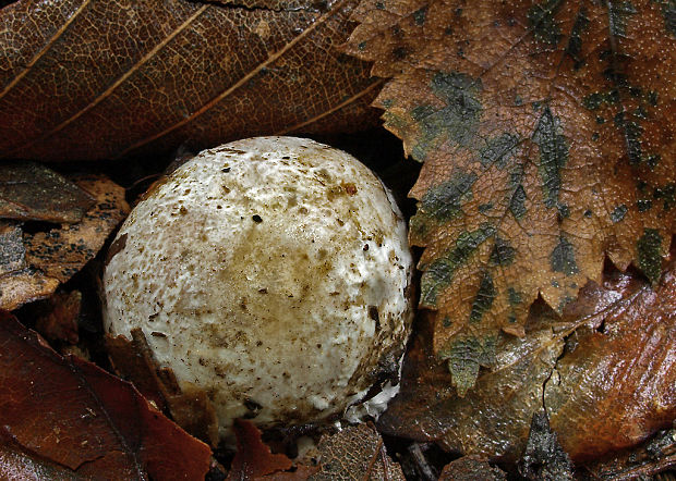 mrežovka kvetovitá Clathrus archeri (Berk.) Dring