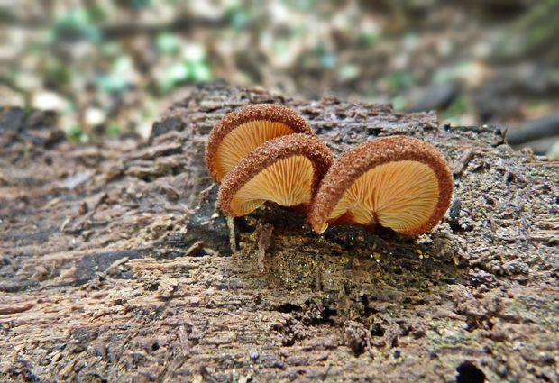 pahliva šafranová Crepidotus crocophyllus (Berk.) Sacc.