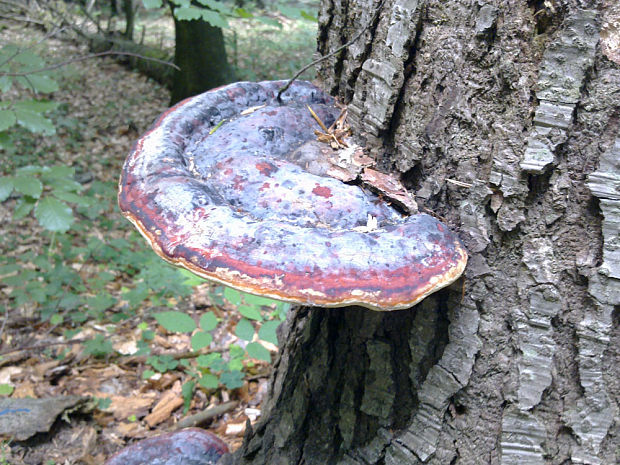 lesklokôrovka obycajna Ganoderma lucidum (Curtis) P. Karst.