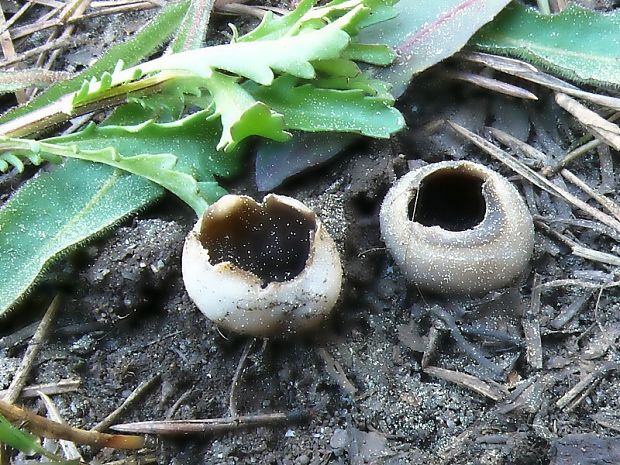 chřapáč kalíškovitý - Chriapač sosnový Helvella leucomelaena (Pers.) Nannf.