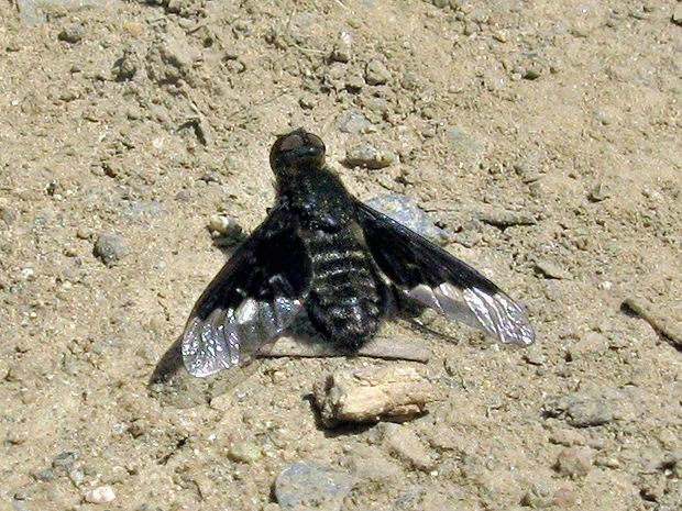 chlpačka bystrušová Hemipenthes morio