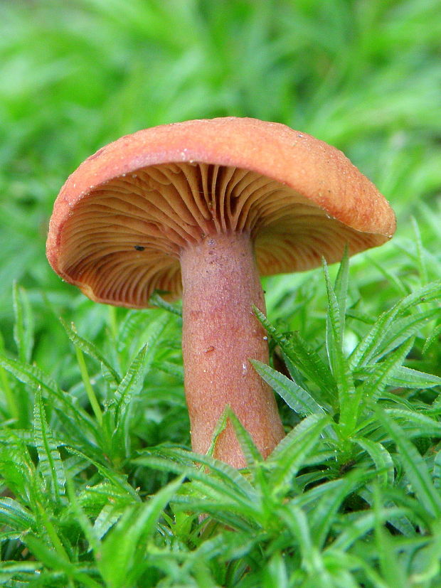 rýdzik Lactarius sp.