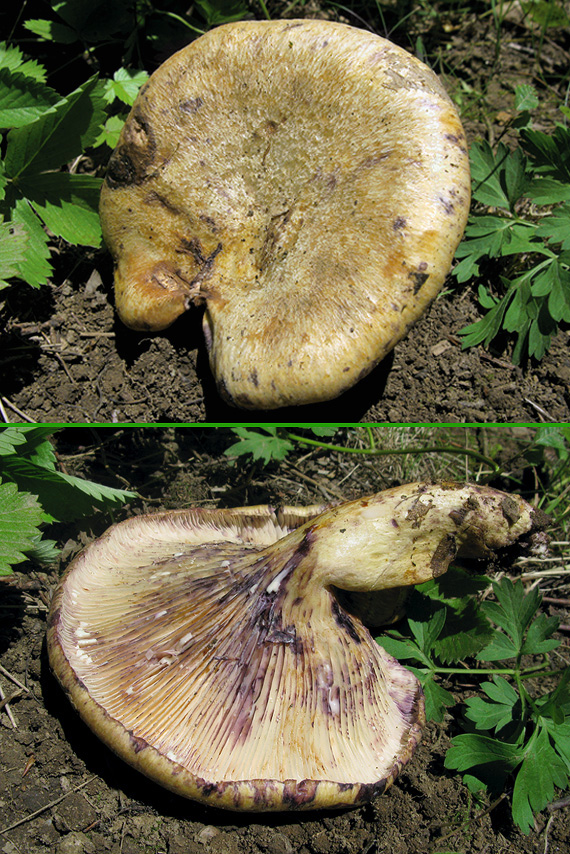 rýdzik fialovejúci Lactarius violascens (J. Otto) Fr.