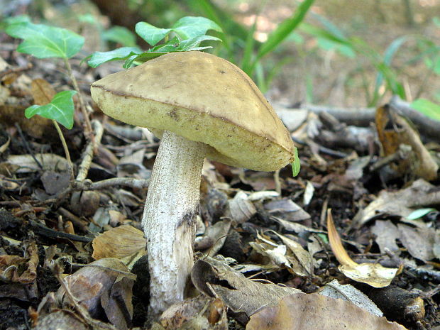 kozák hrabový Leccinum pseudoscabrum (Kallenb.) Šutara