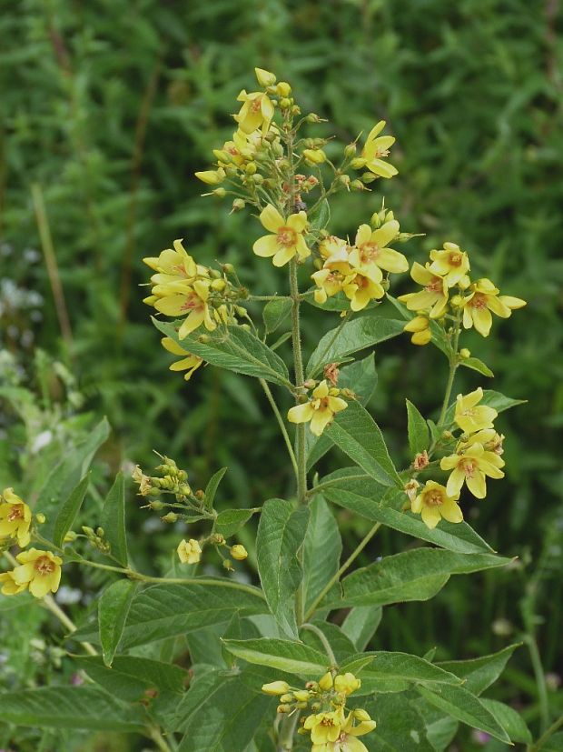 čerkáč obyčajný Lysimachia vulgaris L.