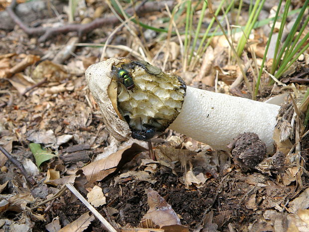 hadovka smradľavá Phallus impudicus L.