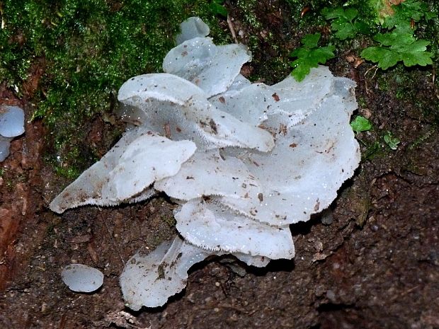 pajelenka želatínová Pseudohydnum gelatinosum (Scop.) P. Karst.