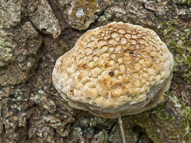 ryšavec slziaci Pseudoinonotus dryadeus (Pers.) T. Wagner & M. Fisch.