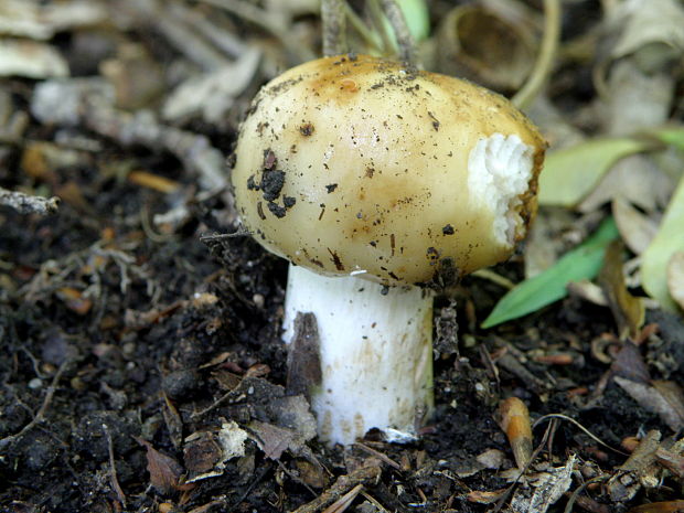 plávka smradľavá Russula foetens Pers.