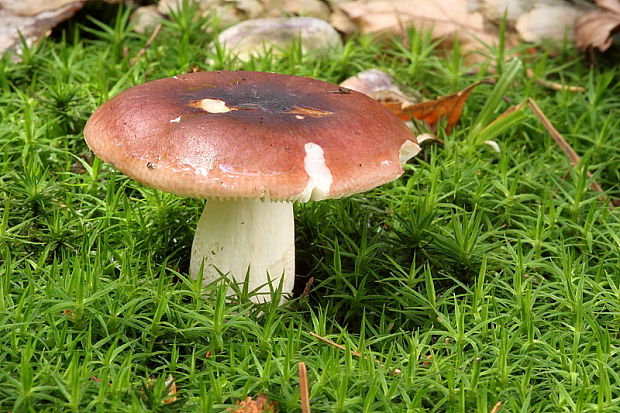 plávka Russula sp.