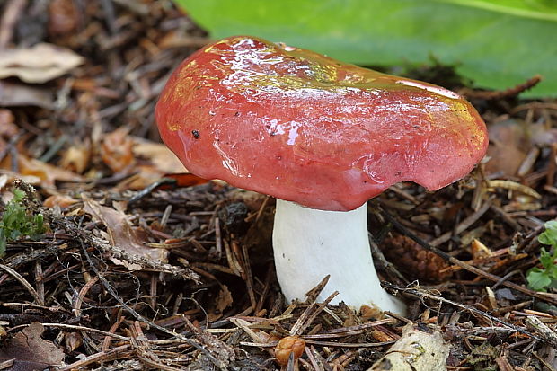 plávka Russula sp.