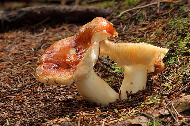 plávka Russula sp.