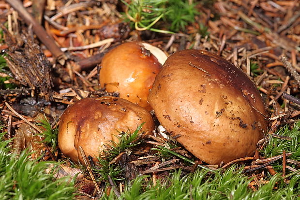 plávka Russula sp.