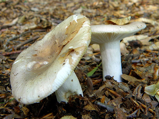 plávka Russula sp.