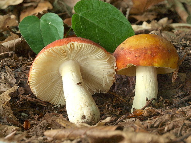 plávka Russula sp.