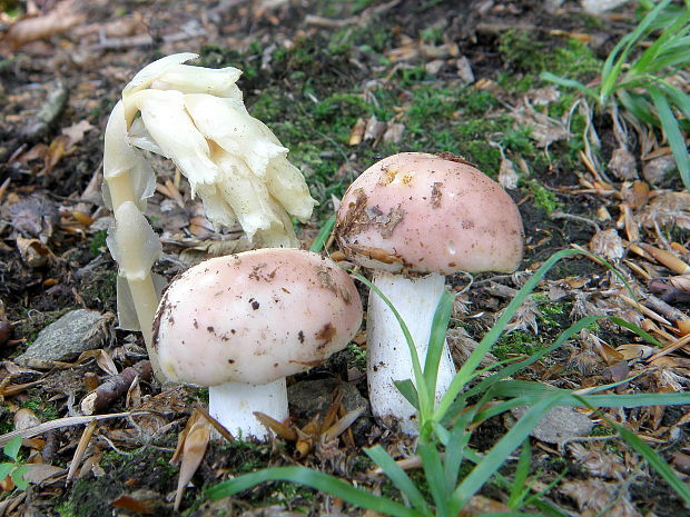 plávka mandľová Russula vesca Fr.