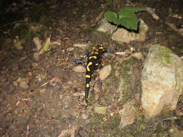 salamandra škvrnitá Salamandra salamandra