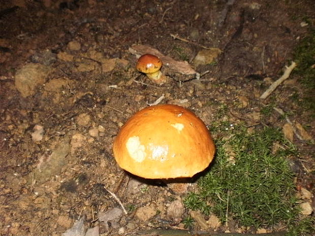 masliak smrekovcový Suillus grevillei (Klotzsch) Singer