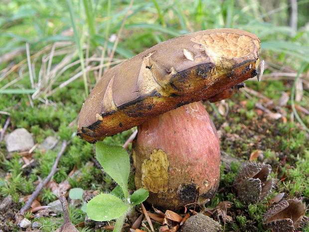 hríb zrnitohlúbikový Sutorius luridiformis (Rostk.) G. Wu & Zhu L. Yang