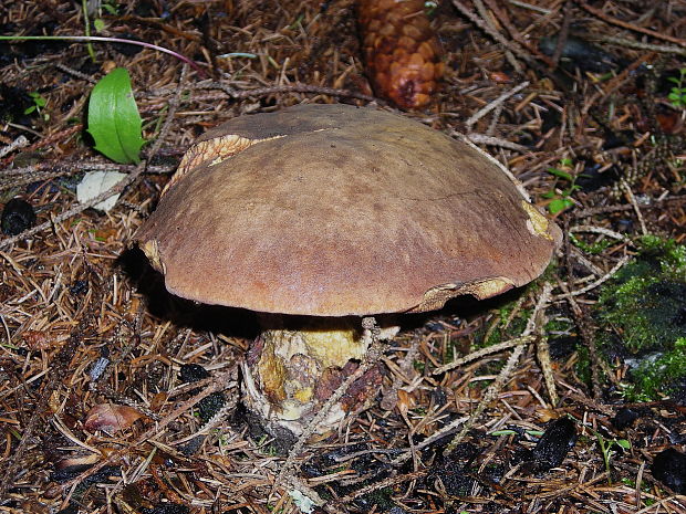 hríb zrnitohlúbikový Sutorius luridiformis (Rostk.) G. Wu & Zhu L. Yang