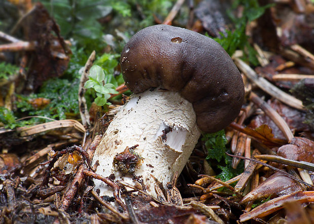 žezlovka Rouxova Tolypocladium rouxii (Cand.) C.A. Quandt, Kepler & Spatafora