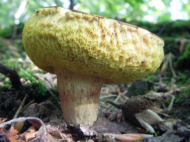 suchohríb plstnatý Xerocomus subtomentosus L.