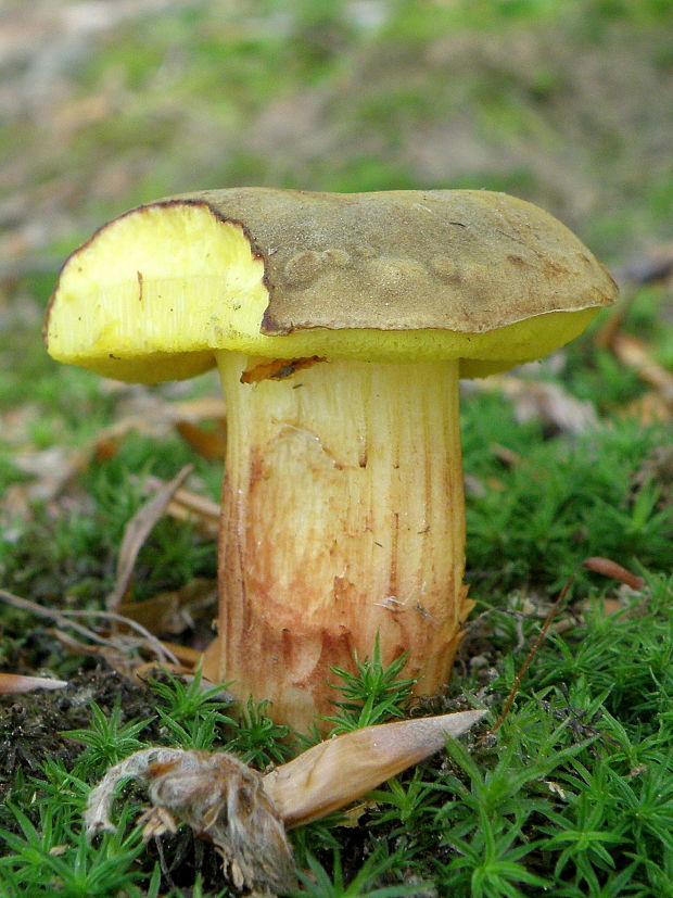 suchohríb plstnatý Xerocomus subtomentosus L.