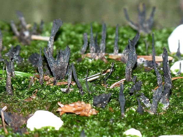 drevnatec parohatý Xylaria hypoxylon (L.) Grev.