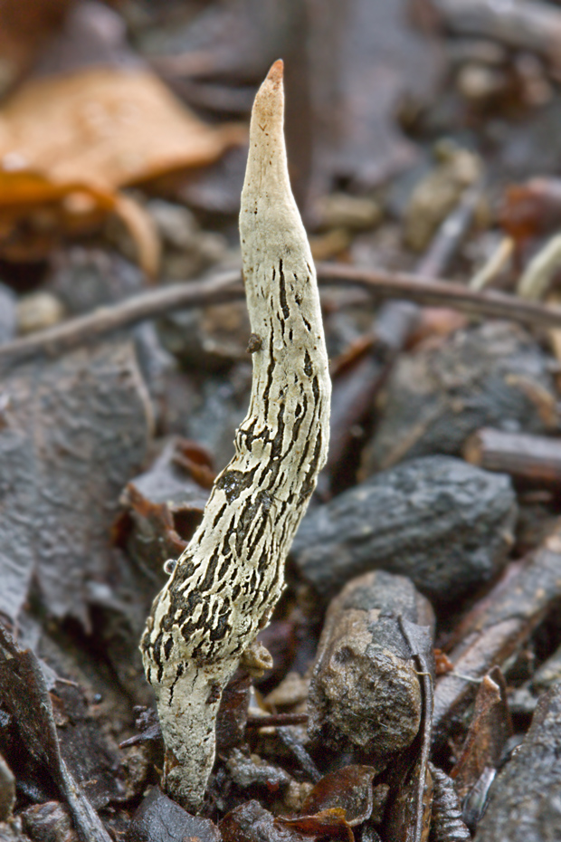 drevnatec hlohový Xylaria oxyacanthae Tul. et C. Tul