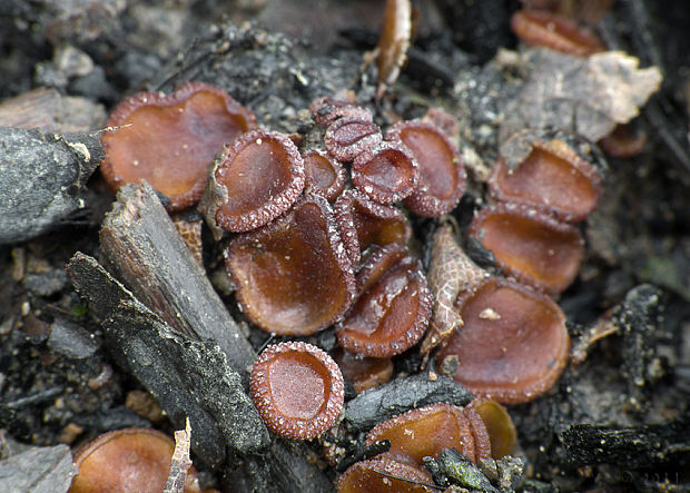 askobol spáleniskový Ascobolus carbonarius P. Karst