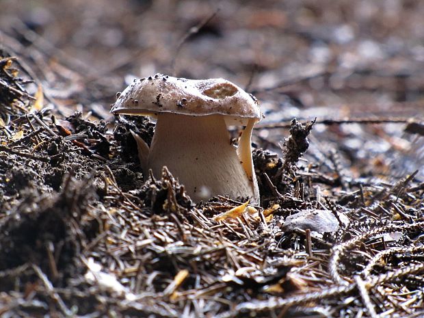 hríb smrekový Boletus edulis Bull.