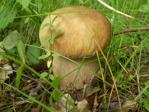 hríb dubový Boletus reticulatus Schaeff.