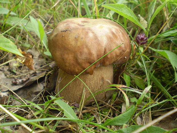 hríb dubový Boletus reticulatus Schaeff.