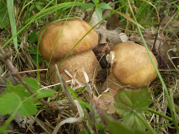 hríb dubový Boletus reticulatus Schaeff.