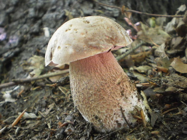 hríb dubový Boletus reticulatus Schaeff.