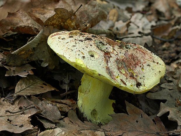 hríb kráľovský Butyriboletus regius (Krombh.) D. Arora & J.L. Frank