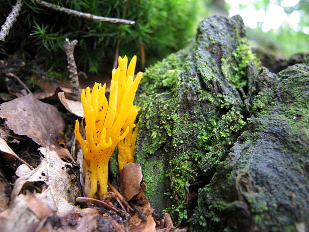 parôžkovec lepkavý Calocera viscosa (Pers.) Fr.